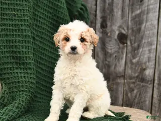 Mini Goldendoodle dogs Tessa - Ad 2