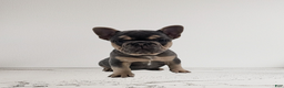 French Bulldog dogs for sale: Lexie - Ad 1