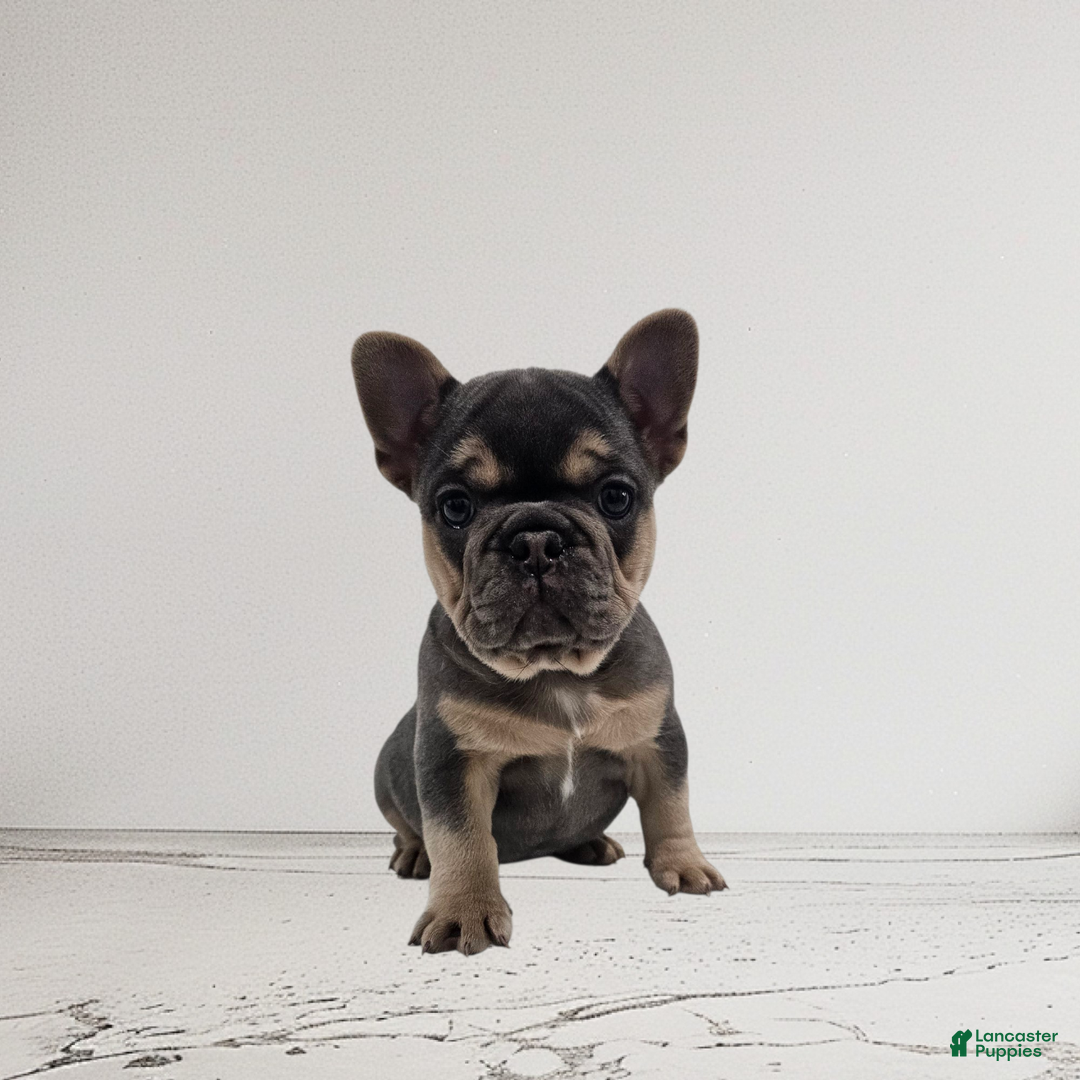 French Bulldog dogs for sale: Lexie - Ad 1