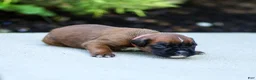 Boxer dogs for sale: Narissa Boxer  - Ad 4