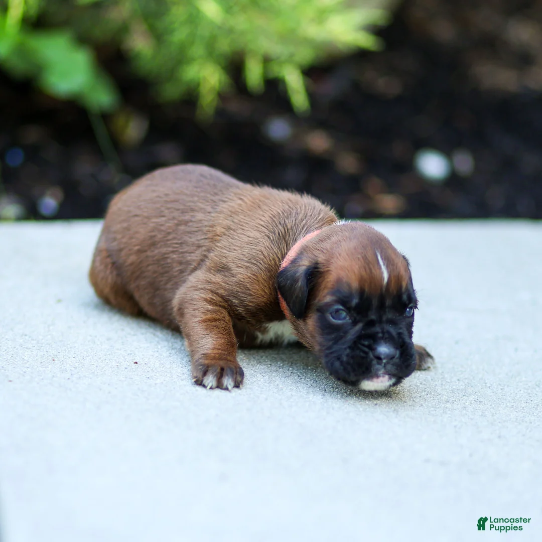Boxer dogs for sale: Narissa Boxer  - Ad 4