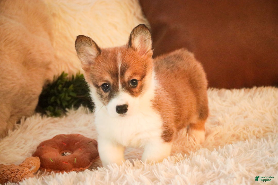 Welsh Corgi Pembroke dogs for sale: Waffle - Ad 7