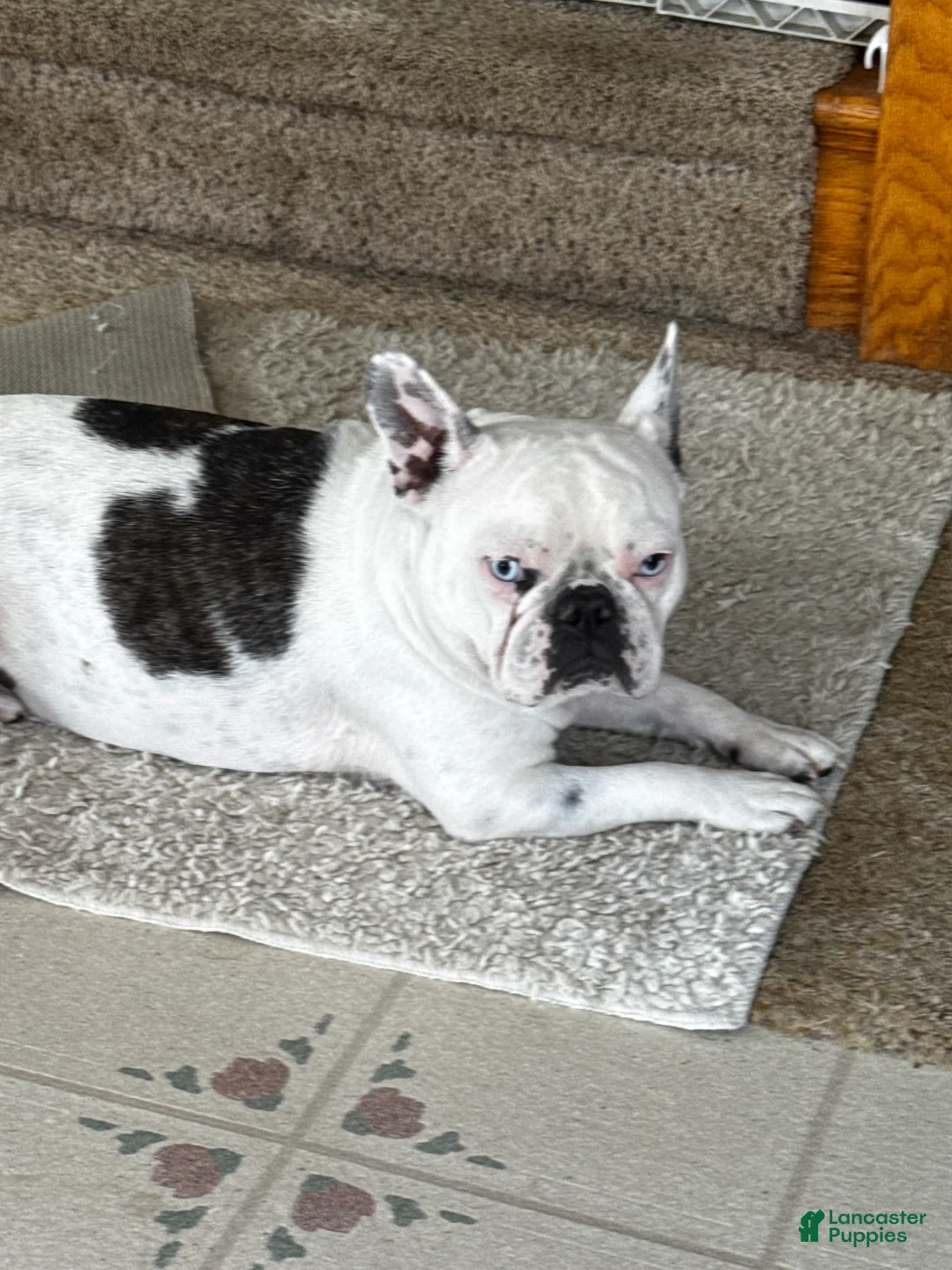 French Bulldog dogs for sale: French Bulldog Puppy 2 “Whisp” - Ad 22