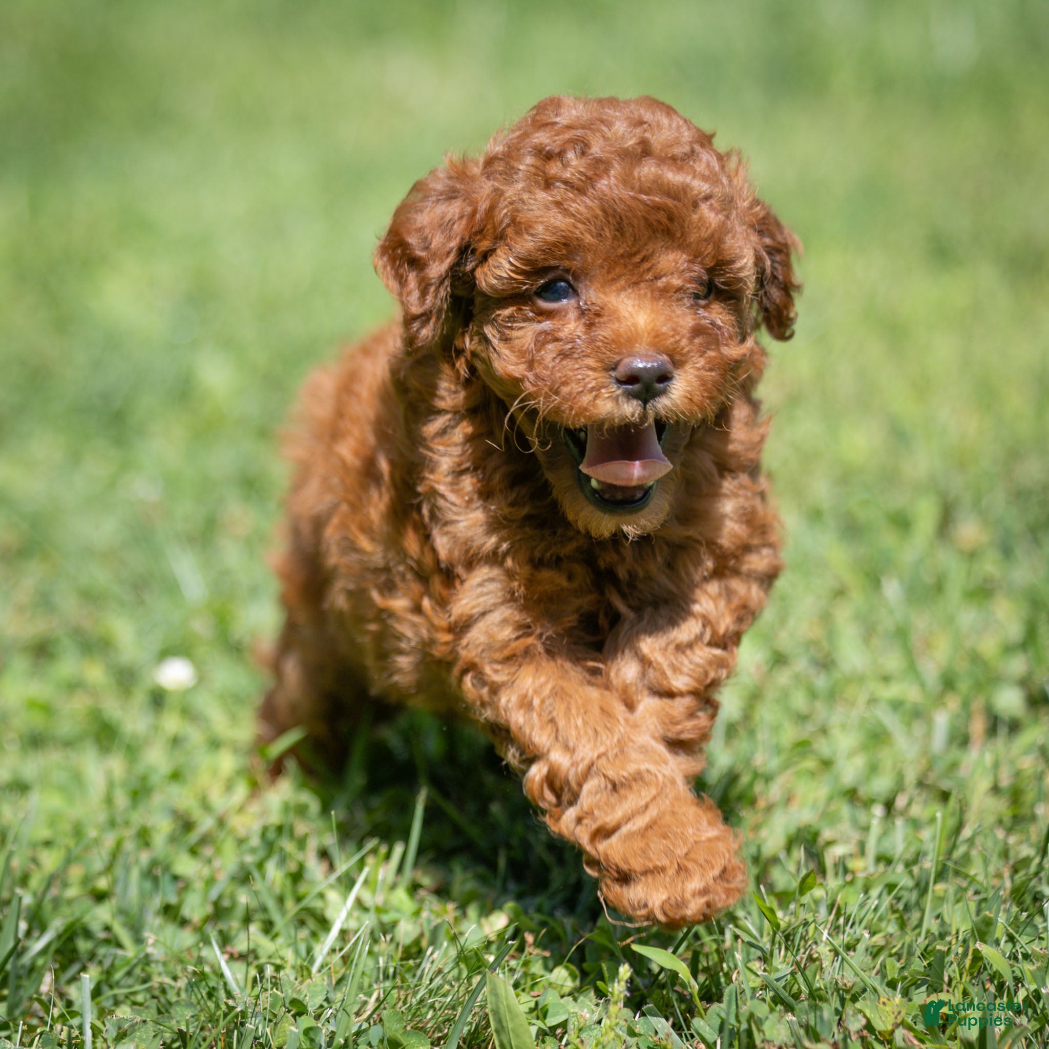 Miniature Poodle dogs Kayla Miniature Poodle  - Ad 2