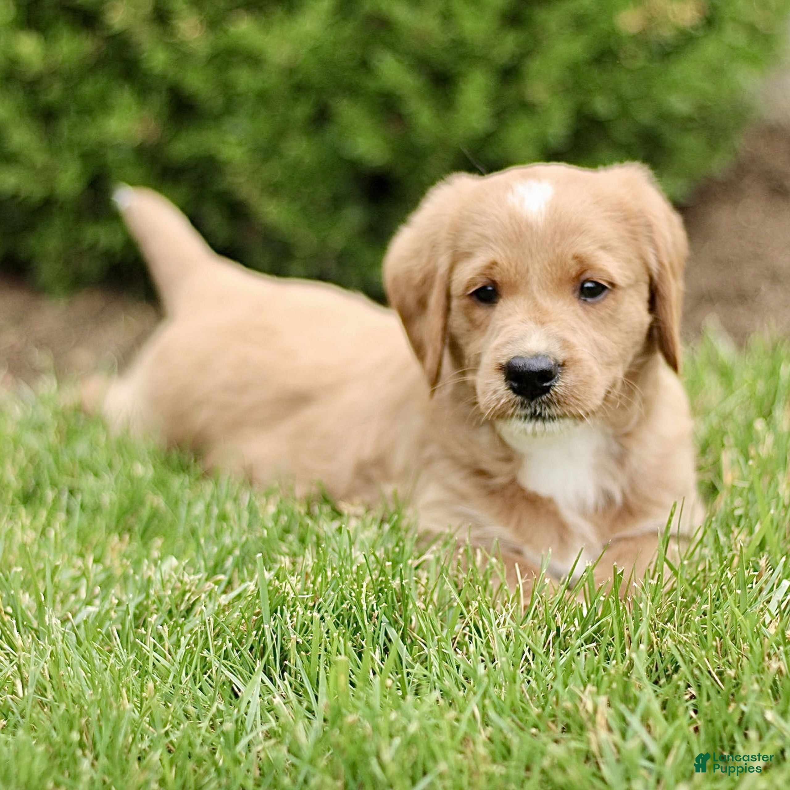 Labradoodle dogs Star  - Ad 2