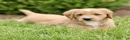 Labradoodle dogs for sale: Star  - Ad 2