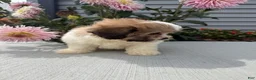 Teddy Bear dogs for sale: Lizzie - Ad 13