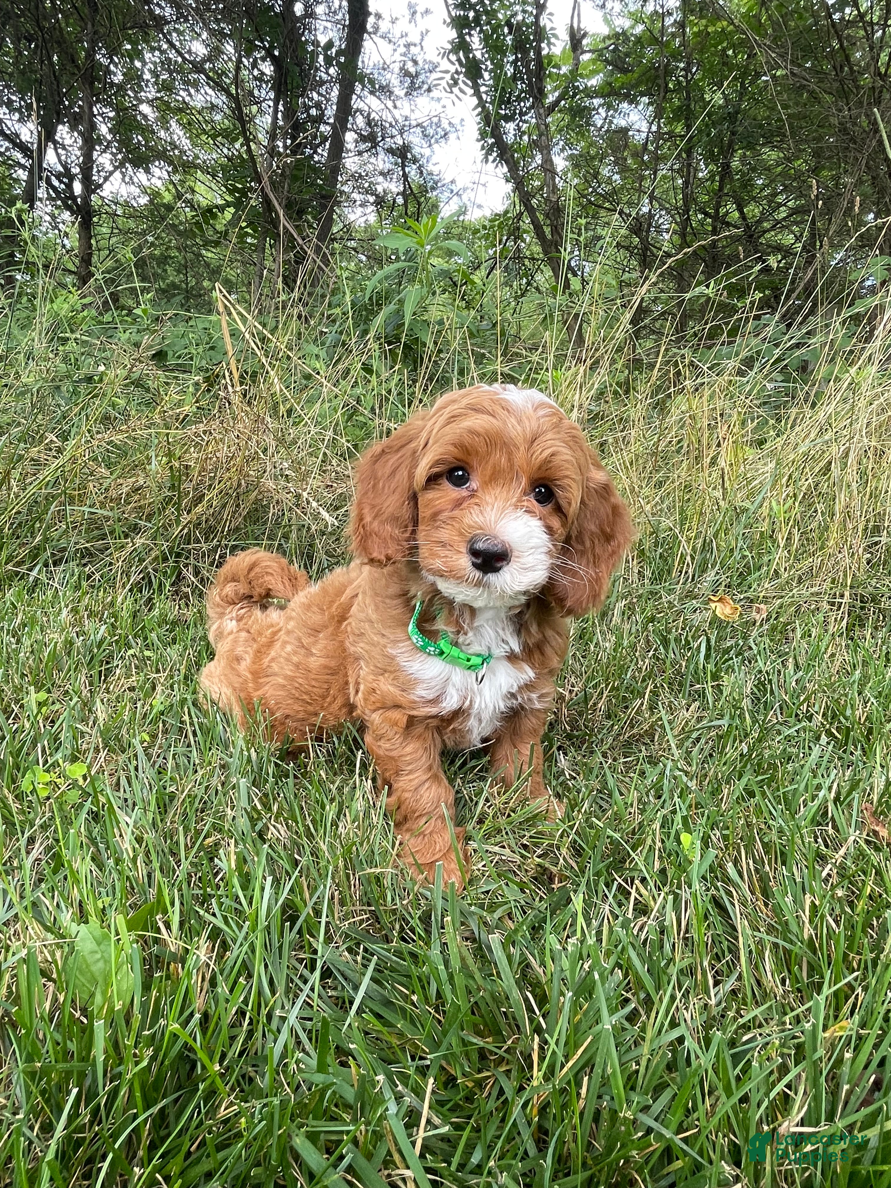 Havapoo dogs Ranger - Ad 29