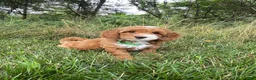 Havapoo dogs for sale: Ranger - Ad 1