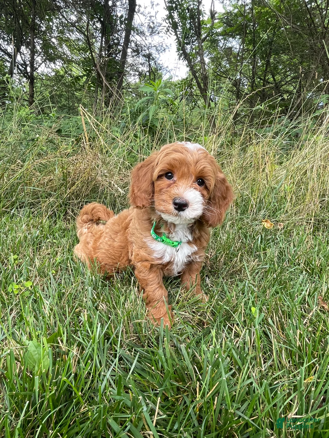 Havapoo dogs for sale: Ranger - Ad 1