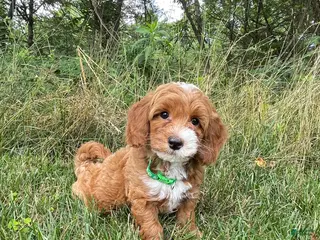 Havapoo dogs Ranger - Ad 29