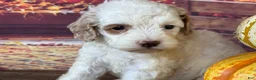 Cockapoo dogs for sale: Channel - Ad 6