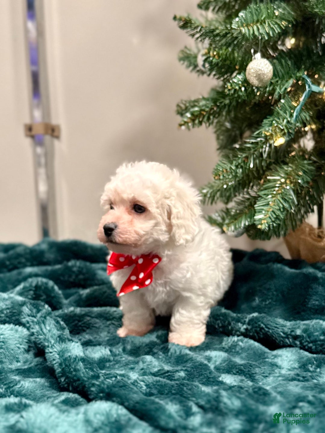 Bichon Frise dogs for sale: Carter ACA - Ad 3