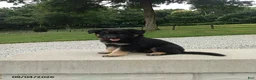 German Shepherd dogs for sale: Denver - Ad 3
