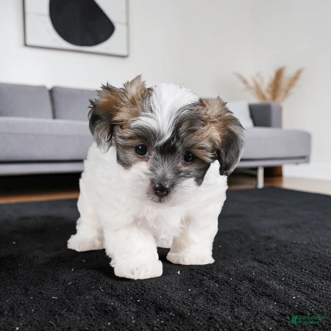 Maltipoo dogs for sale: KALA - Ad 2