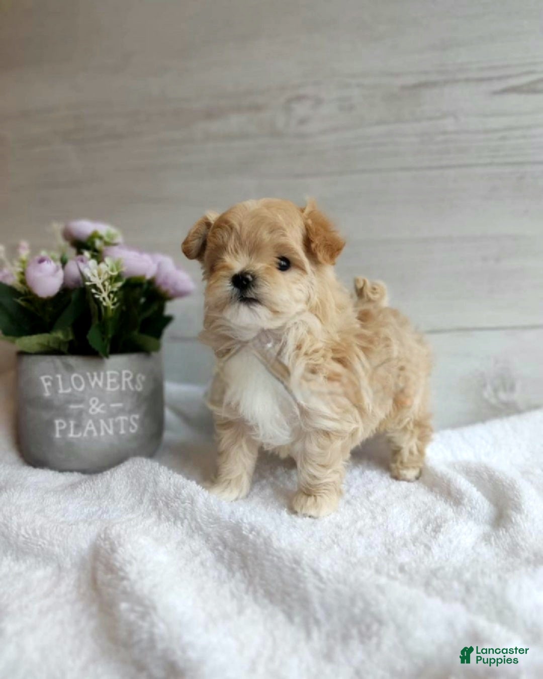 Maltipoo dogs Michelle - Ad 37