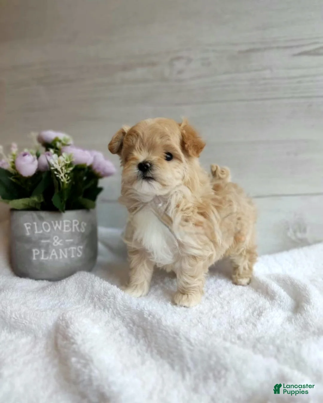 Maltipoo dogs for sale: Michelle - Ad 1