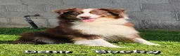Australian Shepherd dogs for sale: Charlie - Ad 10