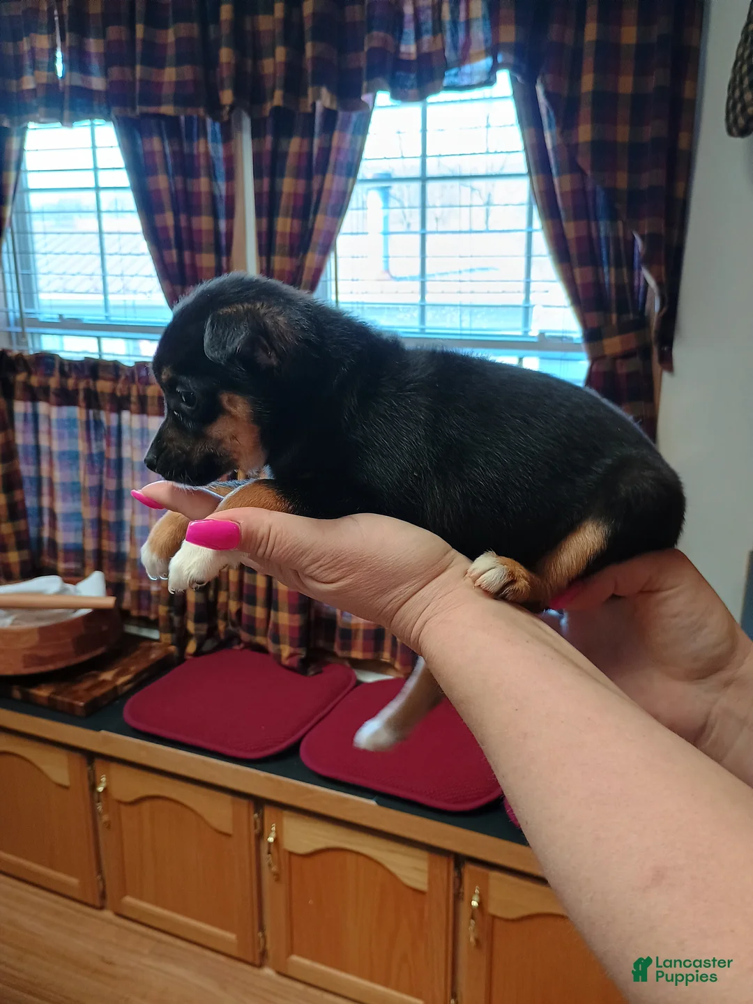 Mixed Breed dogs for sale: Pixie  - Ad 2