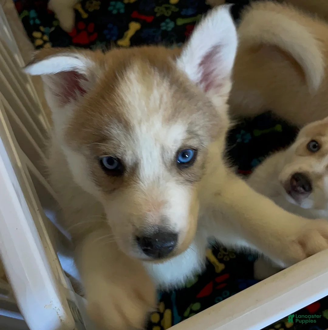 Mixed Breed dogs for sale: Mixed Breed Puppy 3 - Ad 3