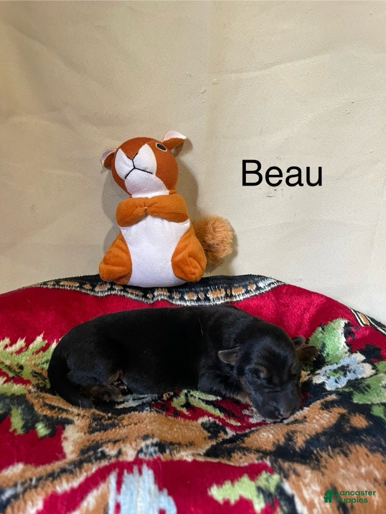 German Shepherd dogs for sale: Beau - Ad 2