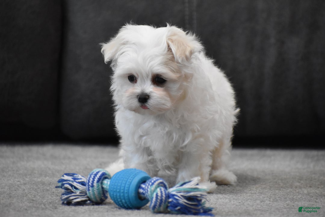Maltese dogs for sale: Scamp - Ad 9