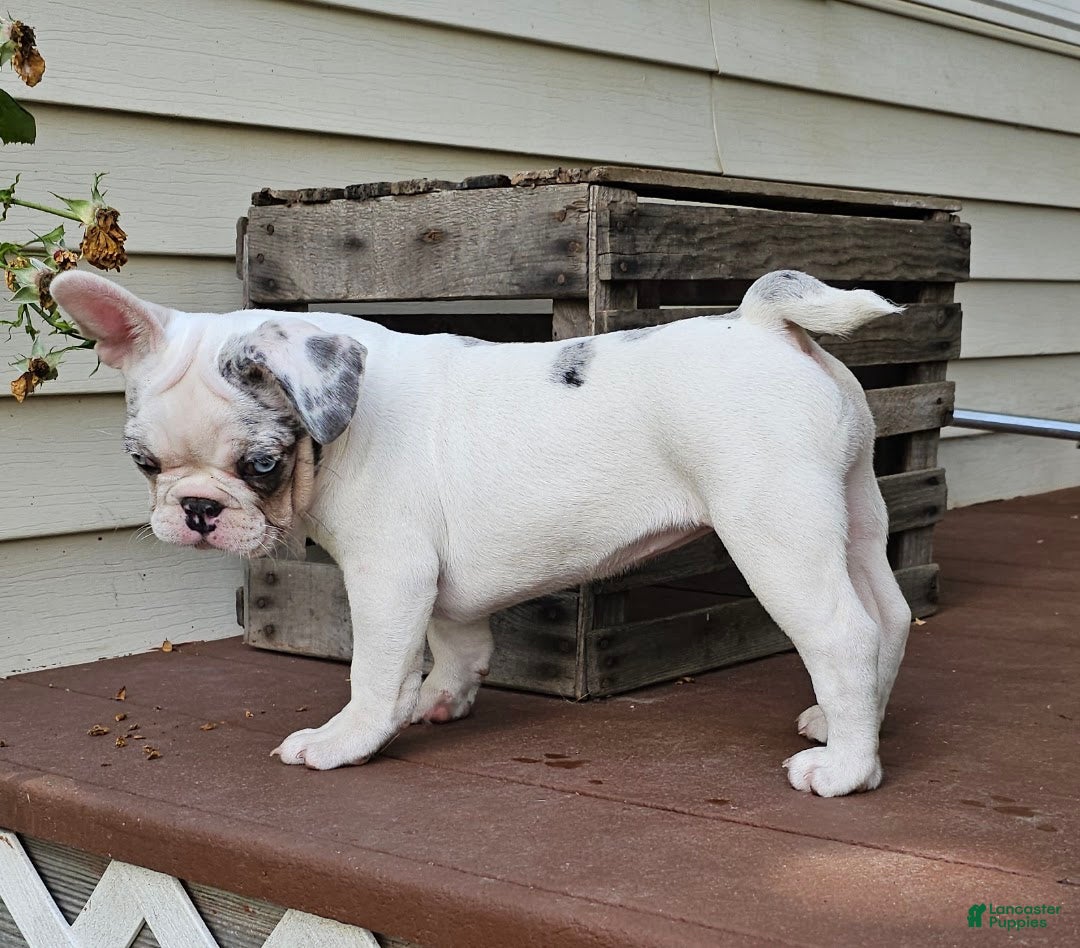 Mixed Breed dogs Lotta Dots Dottie - Ad 1