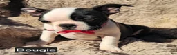 Boston Terrier dogs for sale: Douggie - Ad 2