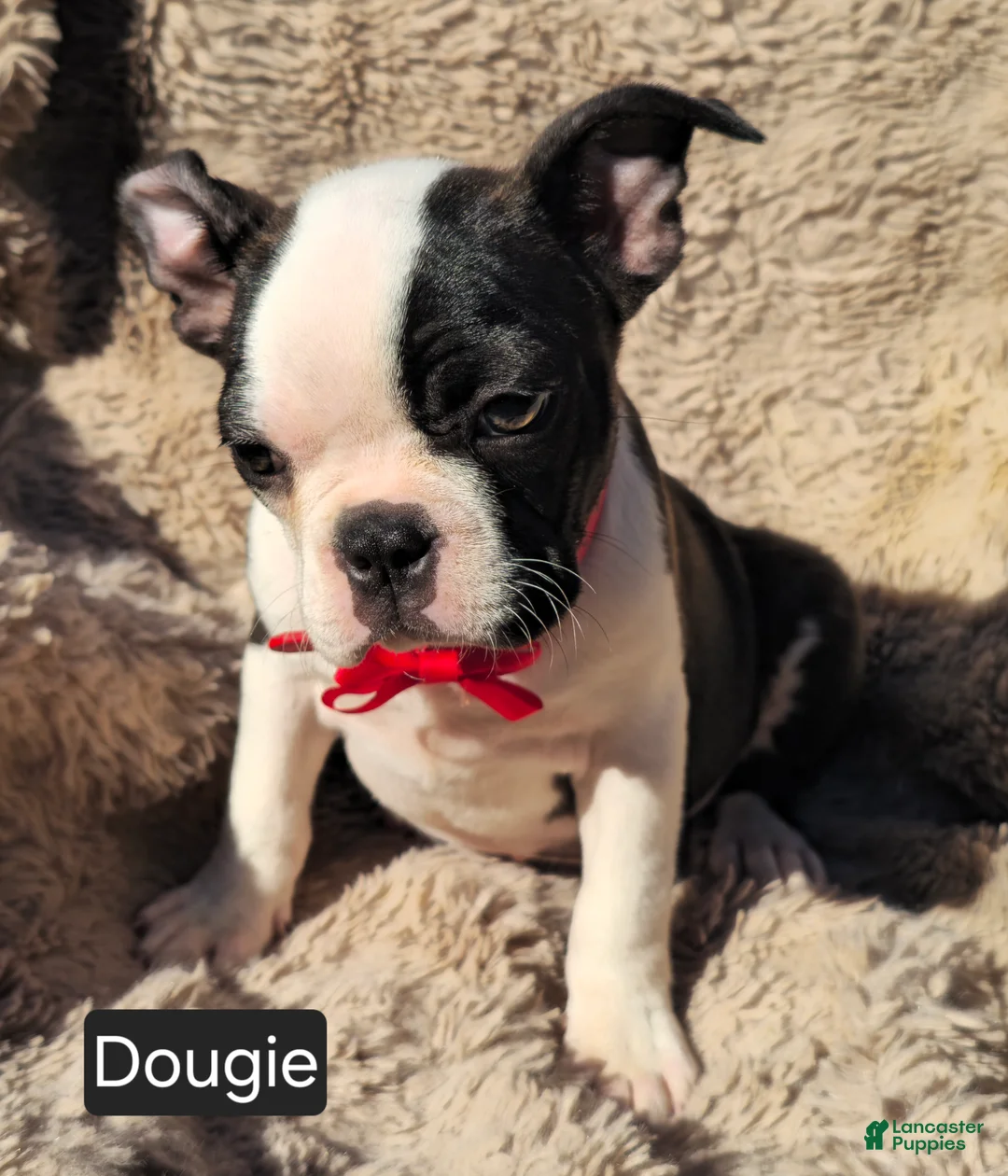 Boston Terrier dogs for sale: Douggie - Ad 2