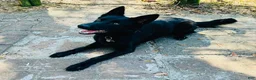 German Shepherd dogs for sale: German Shepherd puppies due Oct 2026 - Ad 7