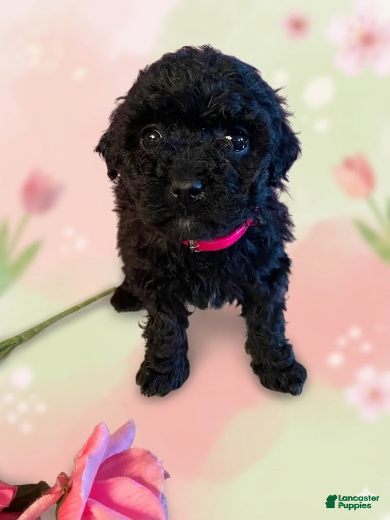 Miniature Poodle dogs Miniature Poodle Puppy 1 - Ad 40