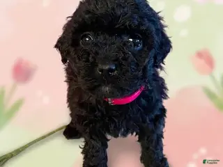 Miniature Poodle dogs Miniature Poodle Puppy 1 - Ad 40