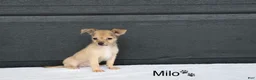 Chihuahua dogs for sale: Milo - Ad 2