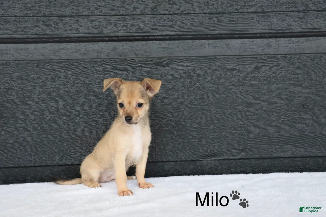Chihuahua dogs for sale: Milo - Ad 2