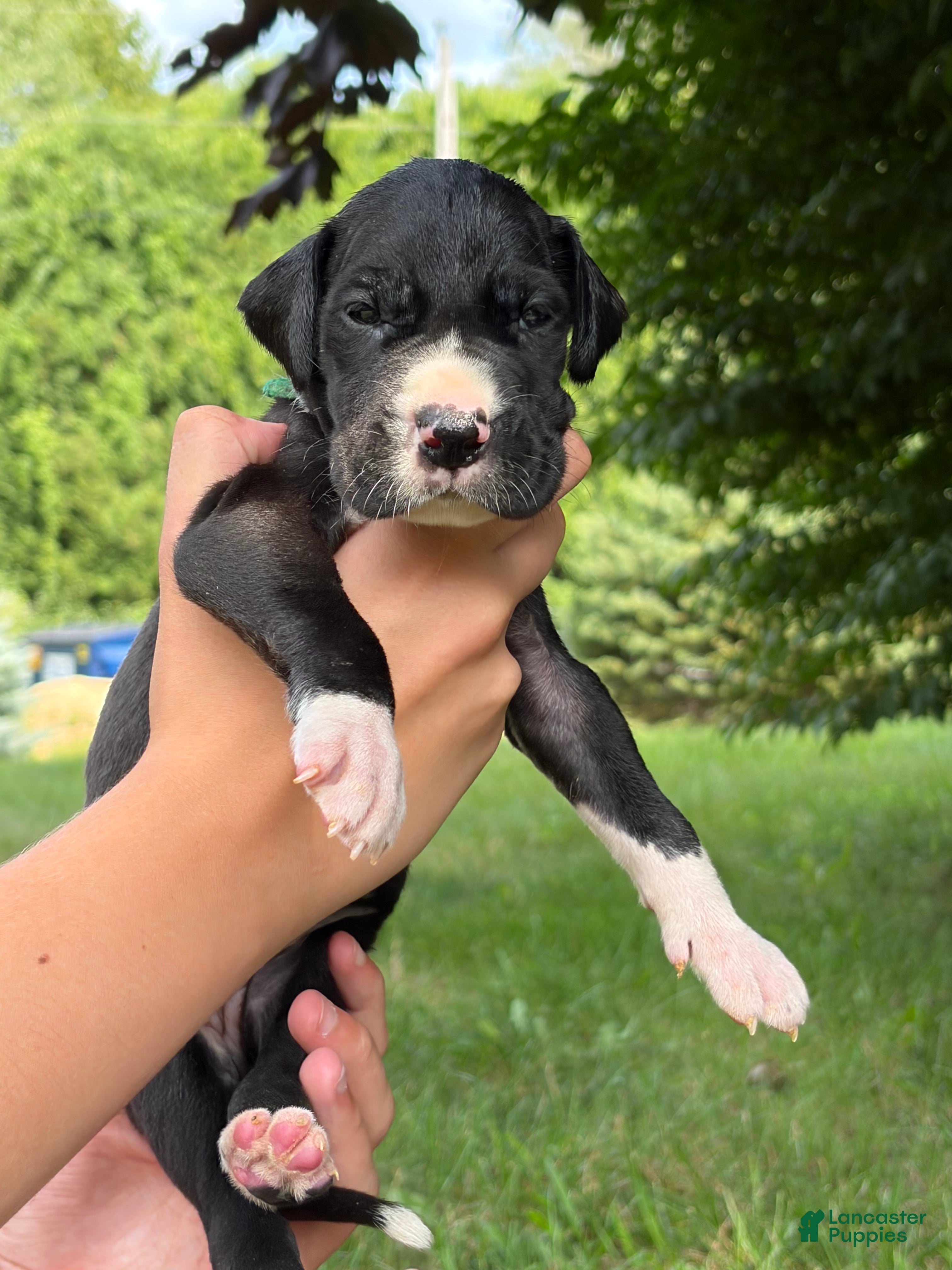 Great Dane dogs Montana  - Ad 2
