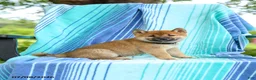 Shiba Inu dogs for sale: Peter - Ad 2