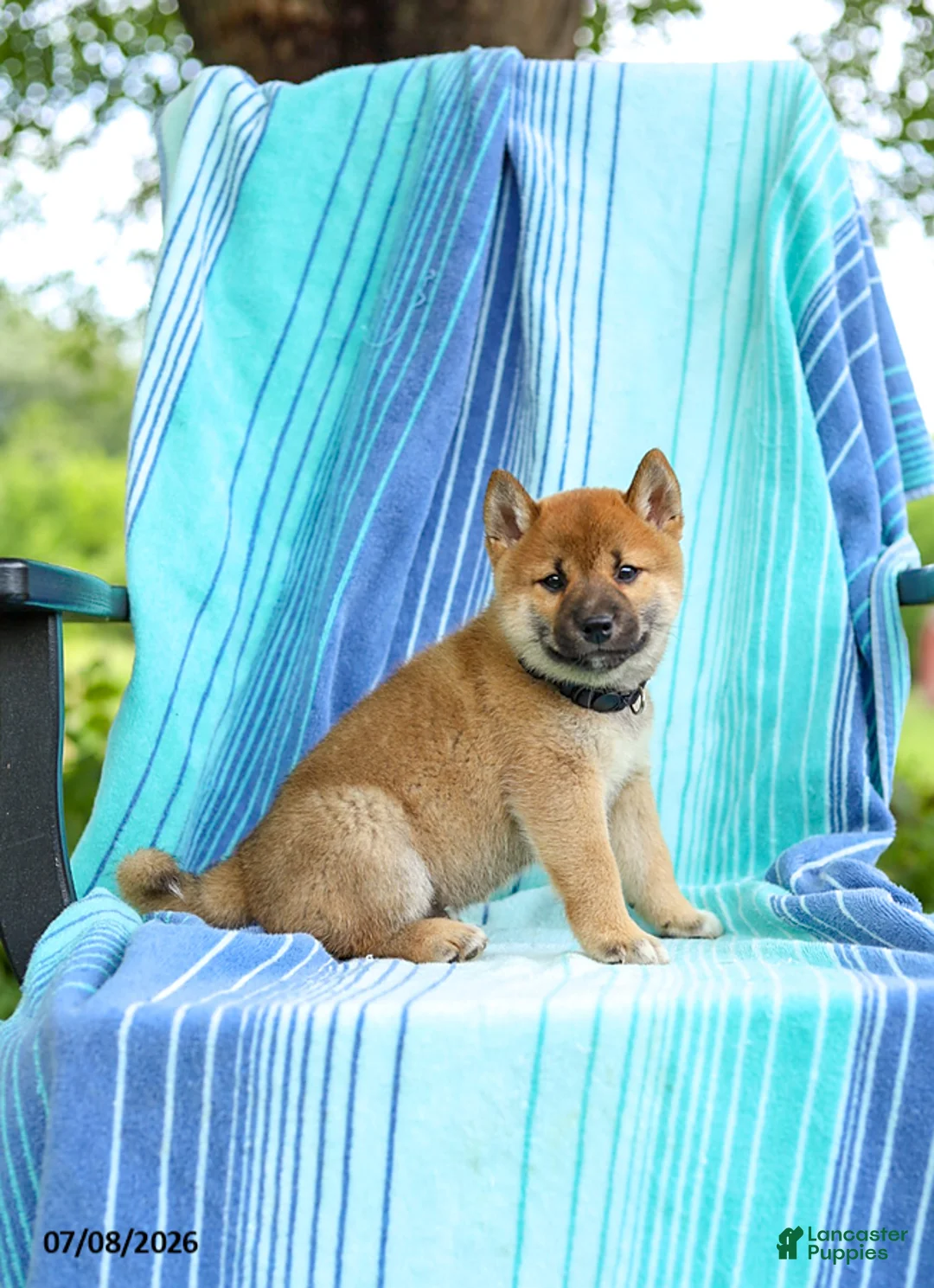 Shiba Inu dogs for sale: Peter - Ad 2