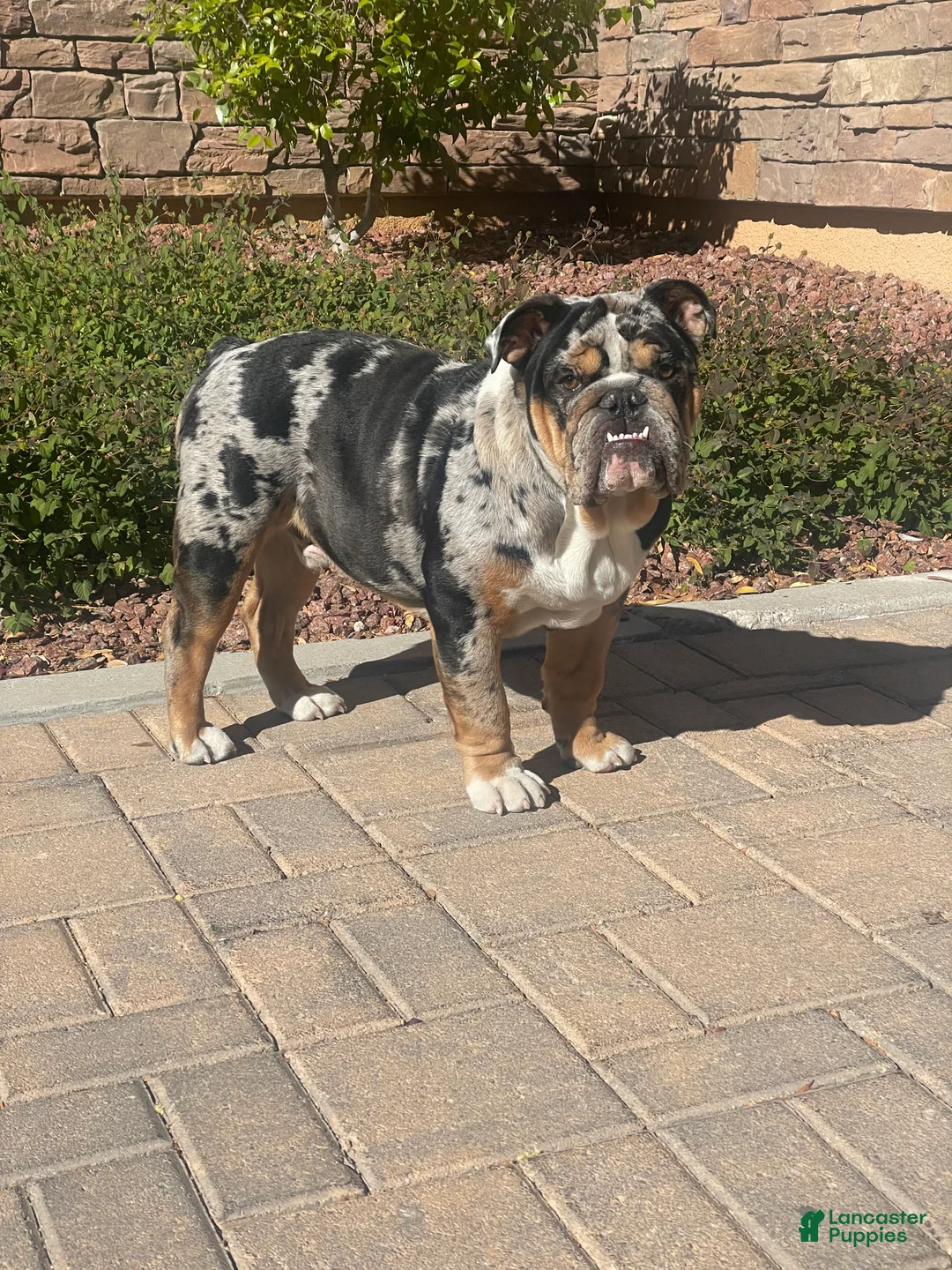 English Bulldog dogs for stud: Diesel - Ad 12