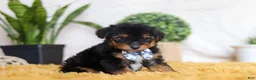 Yorkiepoo dogs for sale: Magnus - Ad 2