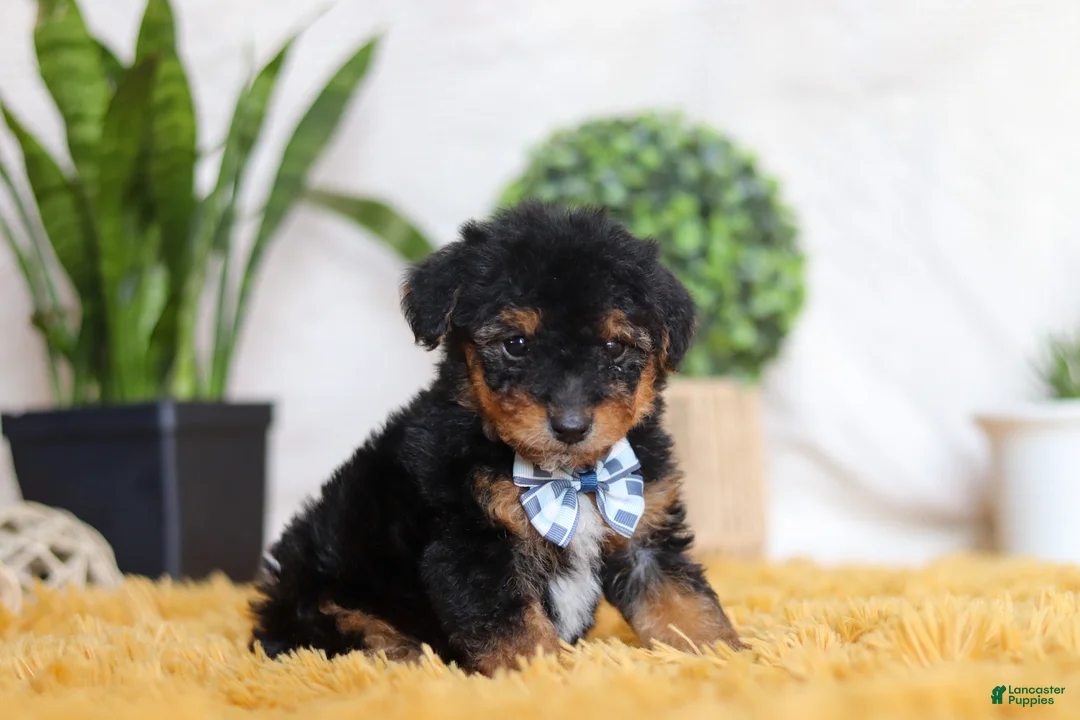 Yorkiepoo dogs for sale: Magnus - Ad 2