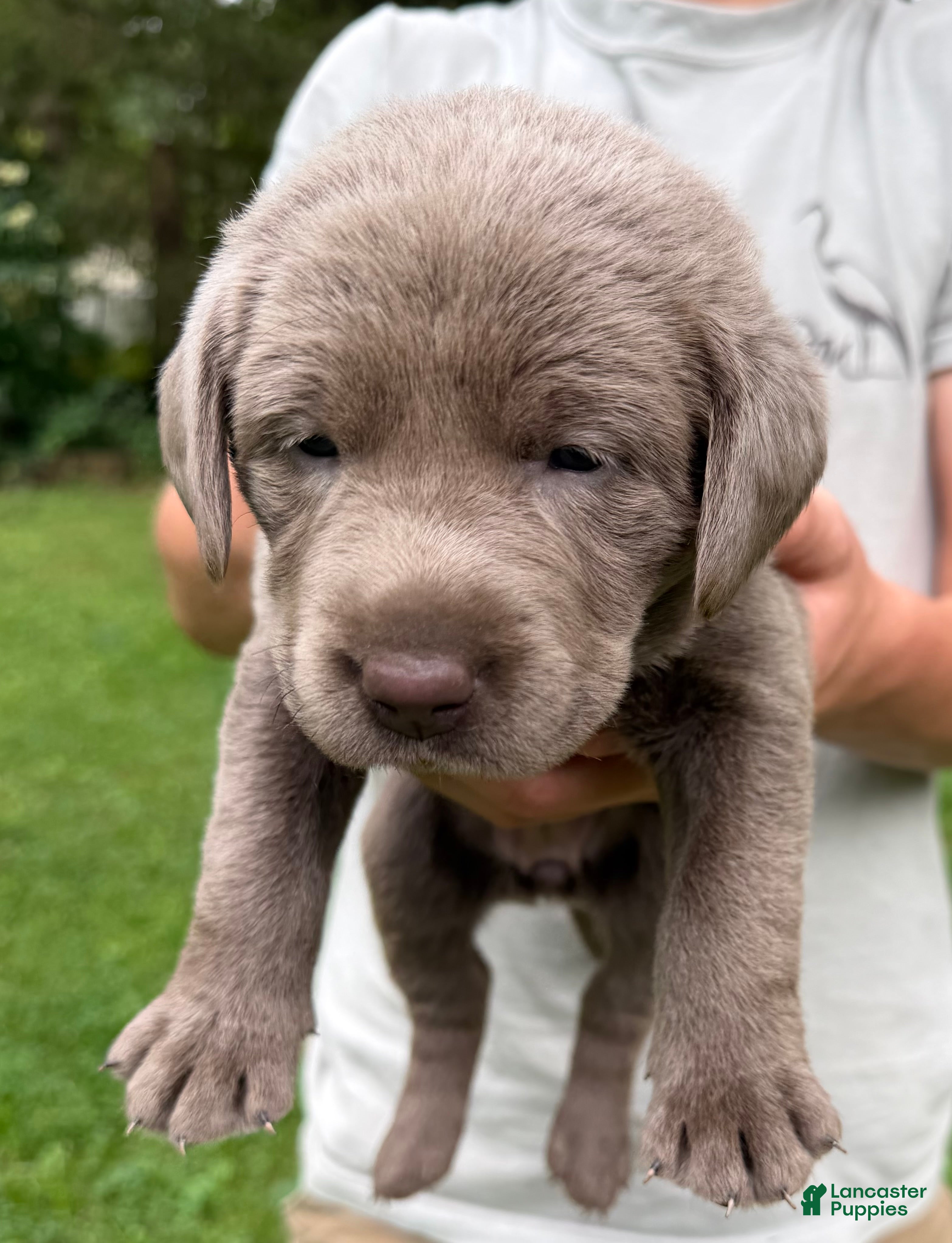 Labrador Retriever dogs Berry - Ad 33