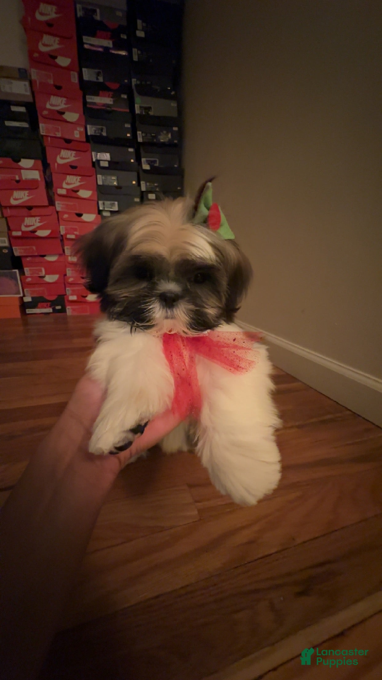 Shih Tzu dogs Shih Tzu Puppy 5 - Ad 14