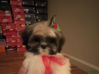 Shih Tzu dogs Shih Tzu Puppy 5 - Ad 12