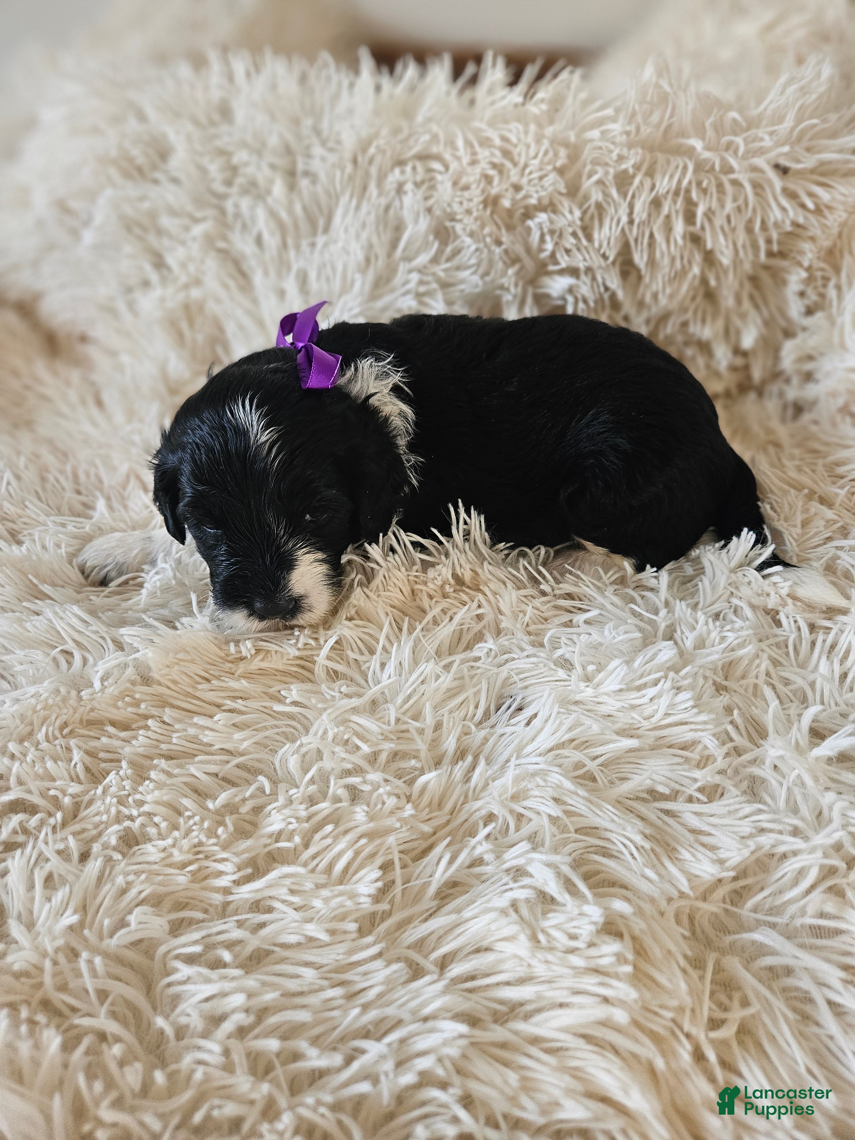 Portuguese Water Dog dogs Princess - Ad 19