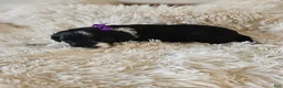 Portuguese Water Dog dogs for sale: Princess - Ad 1