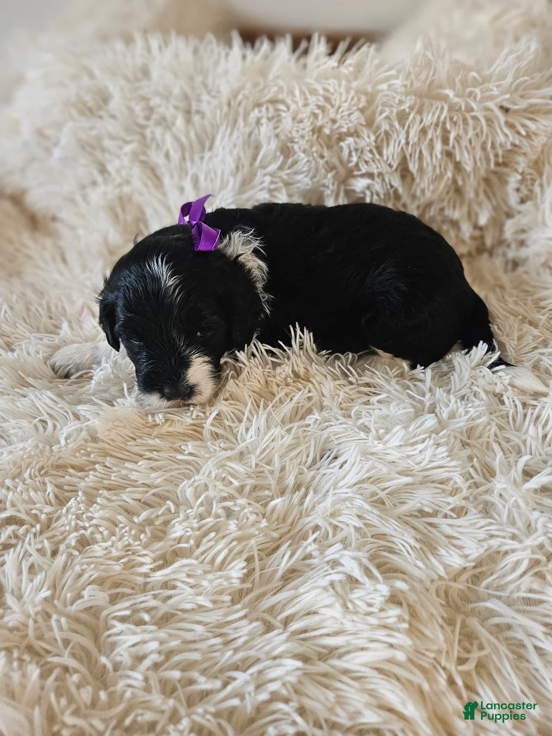 Portuguese Water Dog dogs for sale: Princess - Ad 1