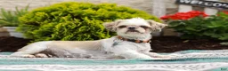 Shih Tzu dogs for sale: Buttons (Raised in Home, Crate Trained & Potty Training!) - Ad 12