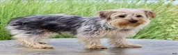 Yorkshire Terrier dogs for sale: Lucas - Ad 4