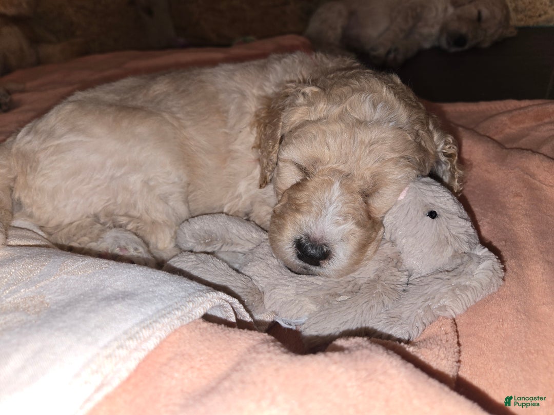 Mixed Breed dogs for sale: Arlo - Ad 3
