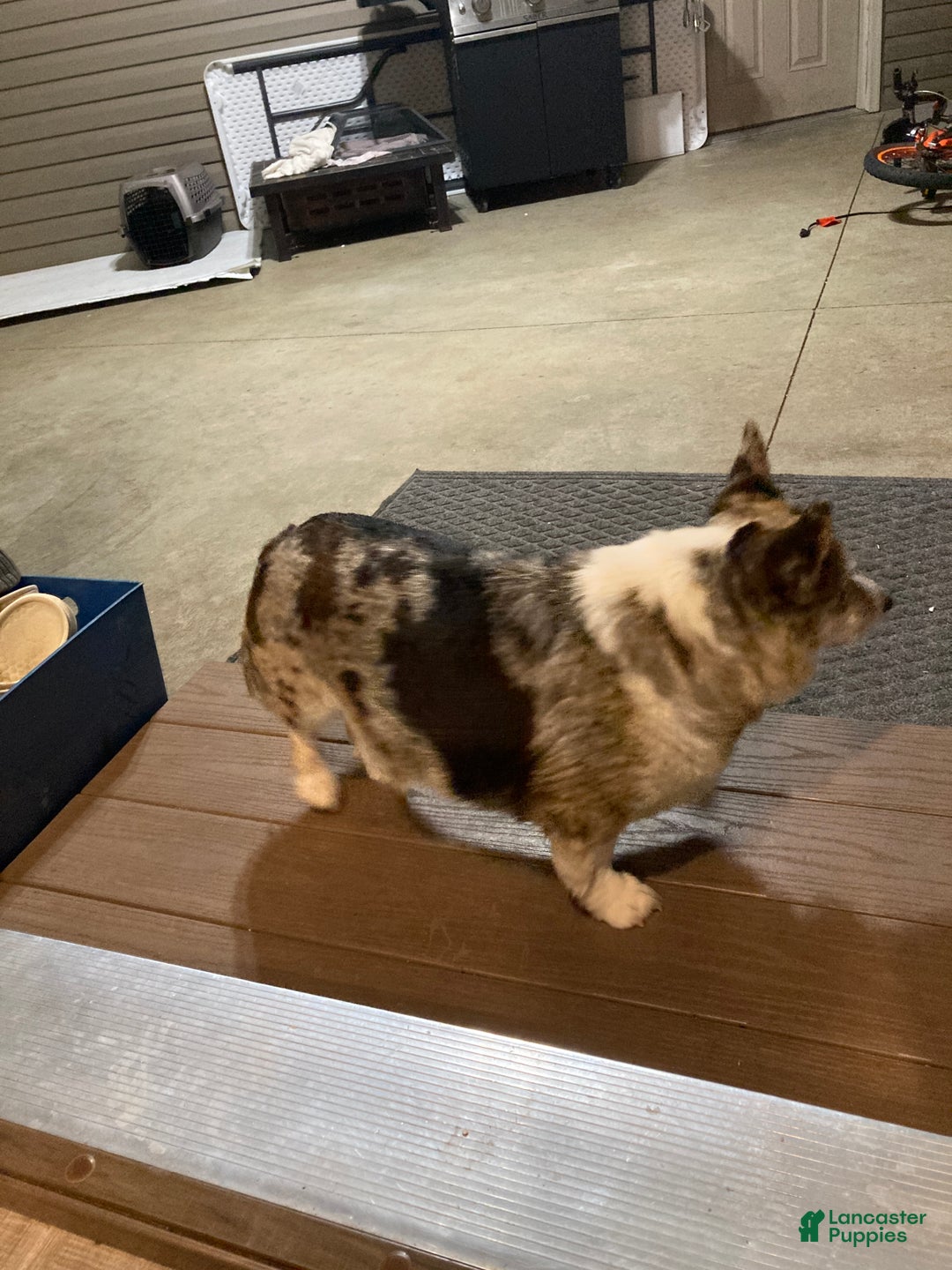 Mixed Breed dogs for sale: Trina - Ad 12